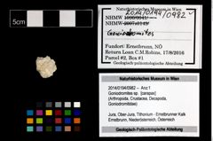 Foto (Objekt + Etikett) von Goniodromites sp.  (NHMW-GEO-2014-0194-0982)